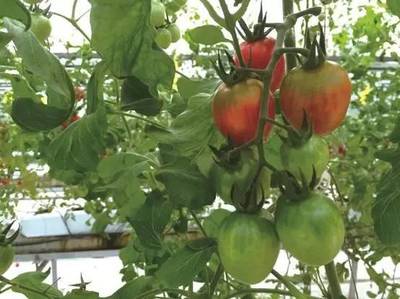 2016年最酷的100項(xiàng)科技創(chuàng)新 內(nèi)陸水產(chǎn)養(yǎng)殖銷(xiāo)售領(lǐng)域的中國(guó)企業(yè)力量