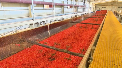 高臺(tái) 脫水蔬菜走俏國(guó)際市場(chǎng) 內(nèi)陸水產(chǎn)養(yǎng)殖產(chǎn)銷(xiāo)兩旺