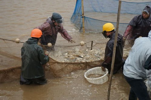 珠海金灣區(qū)黃鰭鯛滯銷(xiāo)問(wèn)題緩解，內(nèi)陸水產(chǎn)養(yǎng)殖銷(xiāo)售助力市場(chǎng)回暖
