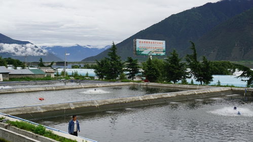 高原魚(yú)蝦游進(jìn)尋常百姓家 珠海援藏力量填補(bǔ)西藏水產(chǎn)養(yǎng)殖產(chǎn)業(yè)化空白