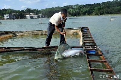日本核污水入海沖擊全球水產(chǎn)，內(nèi)陸水產(chǎn)養(yǎng)殖或?qū)⒂瓉?lái)機(jī)遇與挑戰(zhàn)
