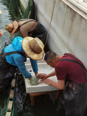 內(nèi)陸水產(chǎn)養(yǎng)殖新突破 省海洋與水產(chǎn)科學(xué)研究院成功實(shí)現(xiàn)加州鱸魚規(guī)?；庇? />
</span>
<span id=