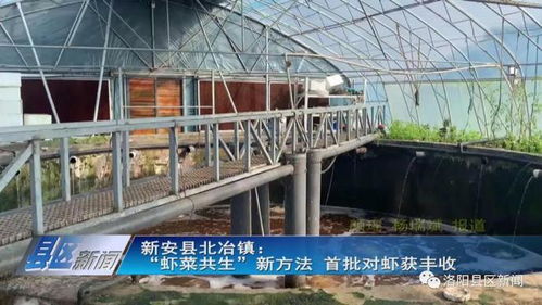 蝦菜共生 內(nèi)陸水產(chǎn)養(yǎng)殖與無(wú)土栽培的完美牽手，實(shí)現(xiàn)年產(chǎn)值7000萬(wàn)元雙豐收